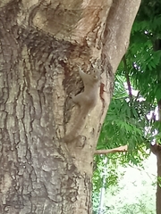 Callosciurus pygerythrus