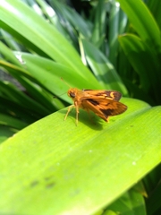 Oriens goloides