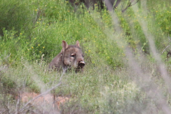 Lasiorhinus latifrons