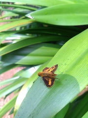 Oriens goloides
