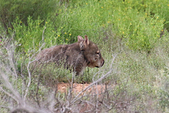 Lasiorhinus latifrons