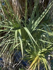 Sabal palmetto