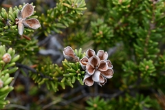 Orites revolutus