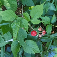 Rubus occidentalis
