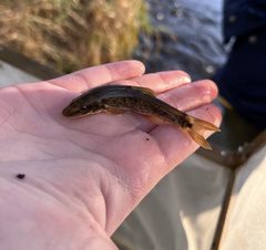 Rhinichthys cataractae