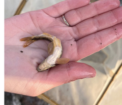 Rhinichthys cataractae