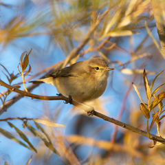 Phylloscopus collybita