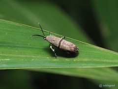 Phycodes minor