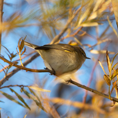 Phylloscopus collybita