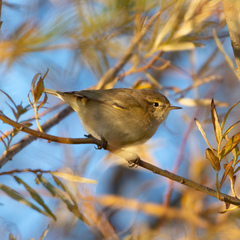 Phylloscopus collybita