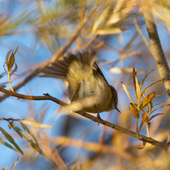 Phylloscopus collybita