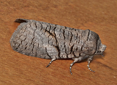 Culama anthracica