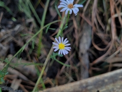 Symphyotrichum dumosum