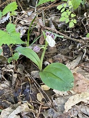 Galearis spectabilis