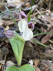 Galearis spectabilis