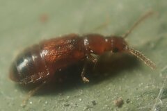 Hypopycna rufula