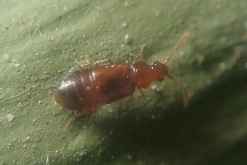 Hypopycna rufula
