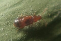 Hypopycna rufula