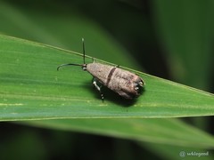 Phycodes minor