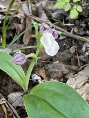 Galearis spectabilis
