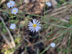 Symphyotrichum dumosum
