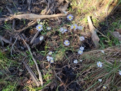 Symphyotrichum dumosum