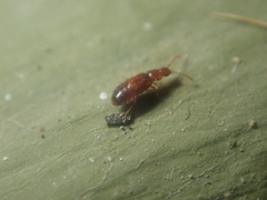 Hypopycna rufula