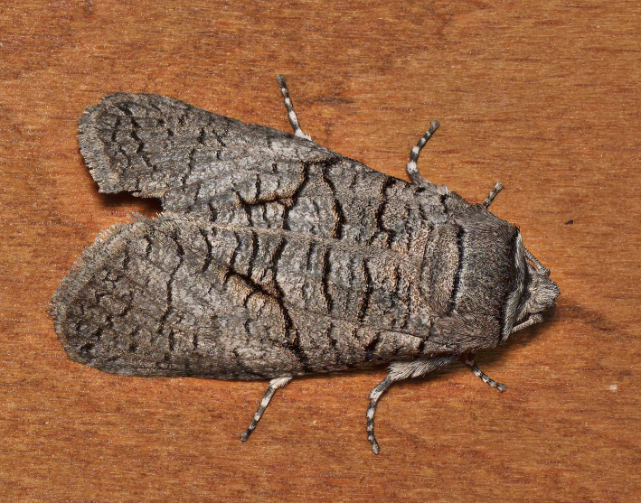 Culama anthracica