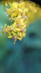 Solidago canadensis