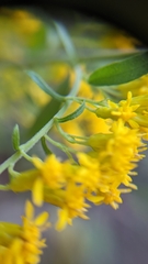 Solidago canadensis