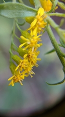 Solidago canadensis