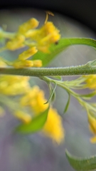 Solidago canadensis