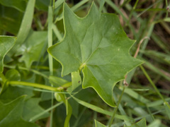 Delairea odorata