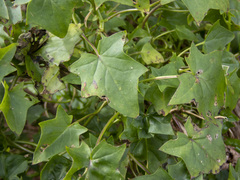 Delairea odorata