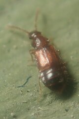 Hypopycna rufula