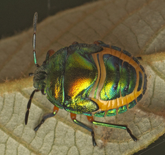 Lampromicra senator