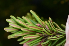 Orites revolutus