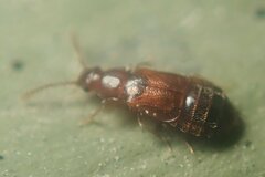 Hypopycna rufula