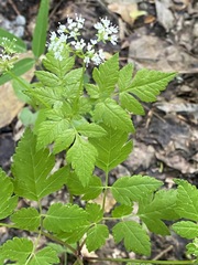 Osmorhiza longistylis