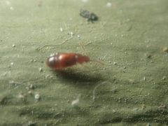 Hypopycna rufula