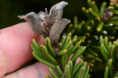 Orites revolutus