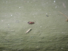 Hypopycna rufula