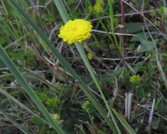 Leptorhynchos squamatus