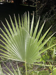 Trachycarpeae