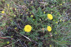 Leptorhynchos squamatus