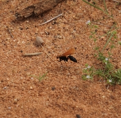 Aculeata