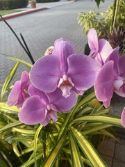 Phalaenopsis