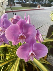 Phalaenopsis