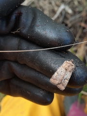 Proteuxoa tetronycha