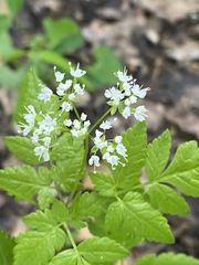 Osmorhiza longistylis